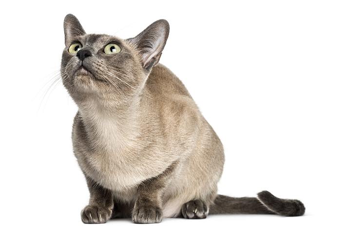Тонкинская кошка (тонкинез), фото фотография