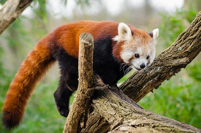 Малая панда, или красная панда (Ailurus fulgens), фото фотография хищники