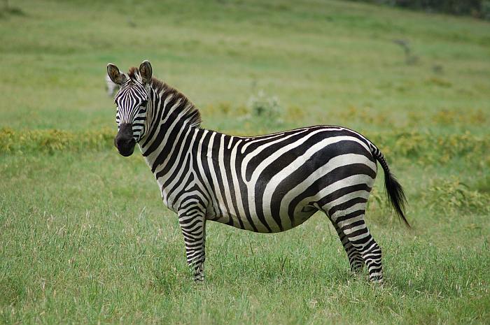 равнинная зебра, или зебра Берчелла (Equus quagga), фото фотография