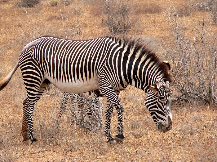 равнинная зебра, или зебра Берчелла (Equus quagga), фото фотография