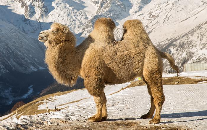 Двугорбый верблюд, или бактриан (Camelus bactrianus), или дромедар (дромадер), фото фотография