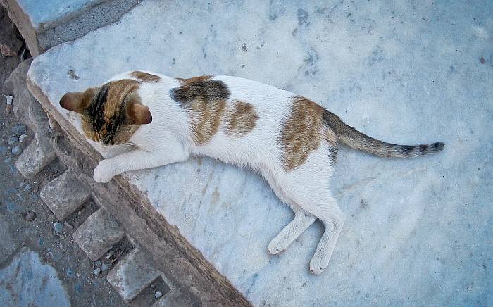Эгейская кошка, фото породы кошек котов фотография