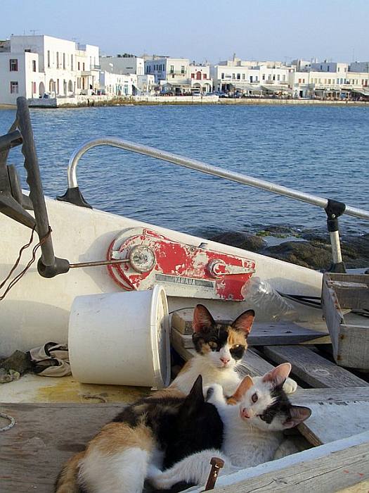 Эгейские кошки, фото породы кошек фотография