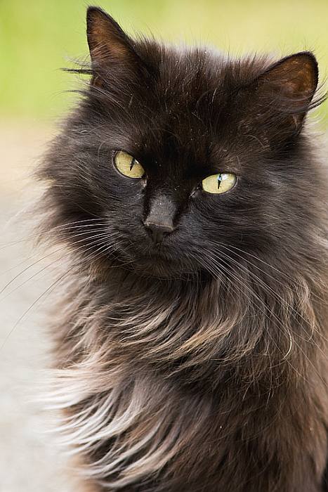 Шантильи-тиффани, фото породы кошек котов фотография