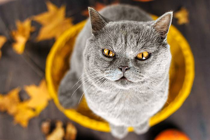 Шартрез, картезианская кошка, фото фотография