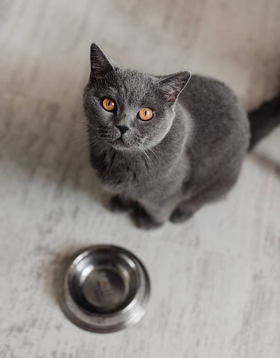 Шартрез, картезианская кошка, фото фотография
