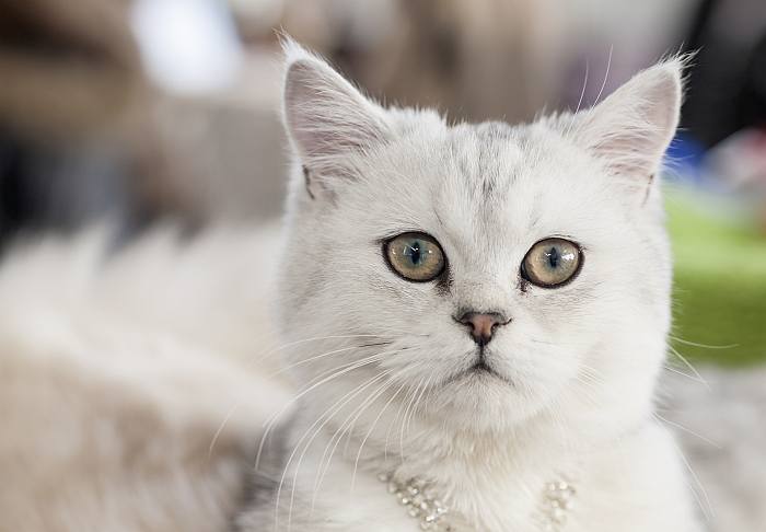 Скоттиш-страйт, шотландская прямоухая кошка, породы кошек фото фотография