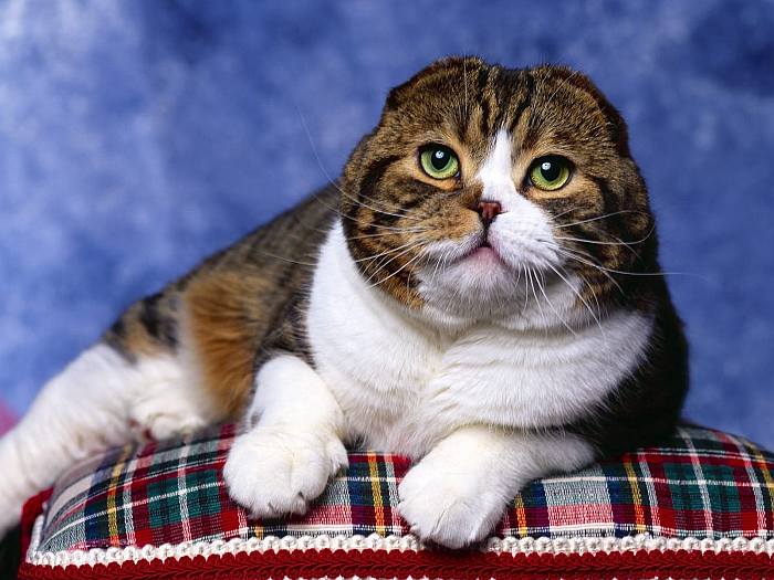 Шотландская вислоухая кошка, скоттиш-фолд, фото породы кошек фотография картинка