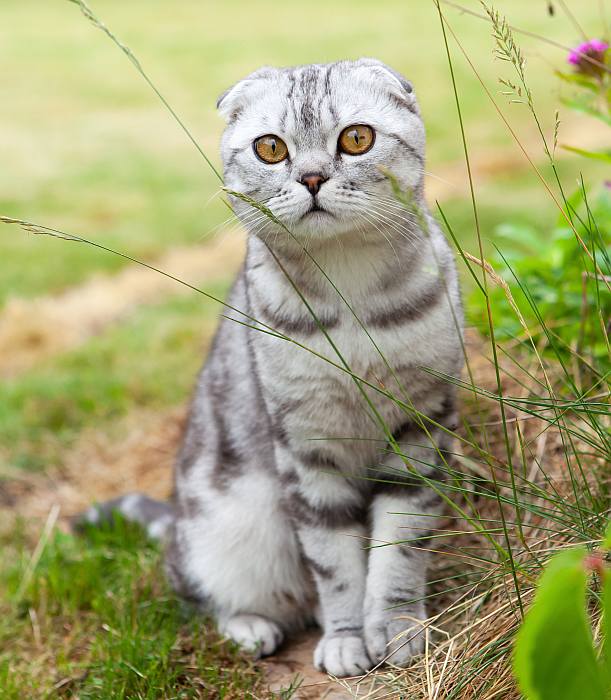 Скоттиш-фолд (шотландская вислоухая кошка), фото породы кошек фотография