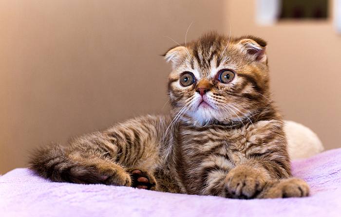 Котенок шотландской вислоухой кошки, скоттиш-фолда, фото породы кошек картинка