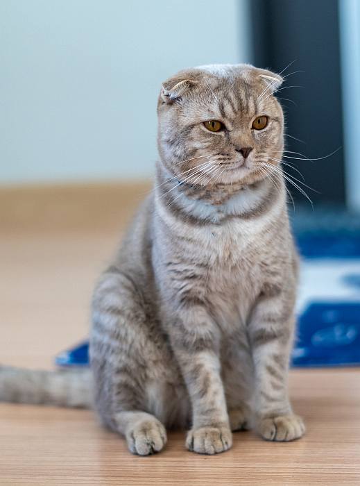 Шотландская вислоухая кошка (скоттиш фолд), породы кошек кошки фото фотография