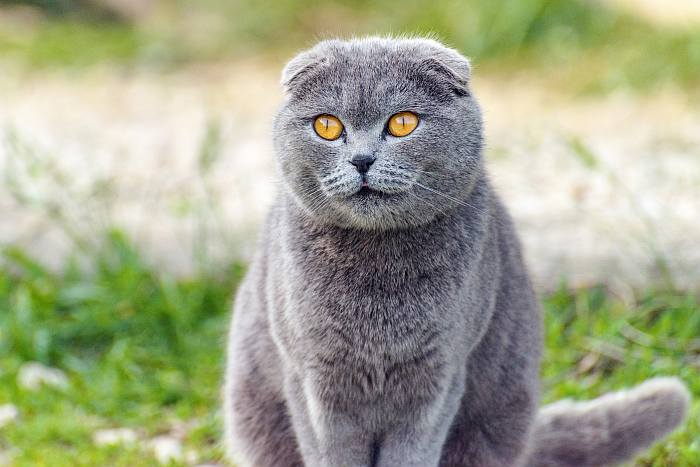 Шотландская вислоухая кошка (скоттиш фолд), породы кошек кошки фото фотография
