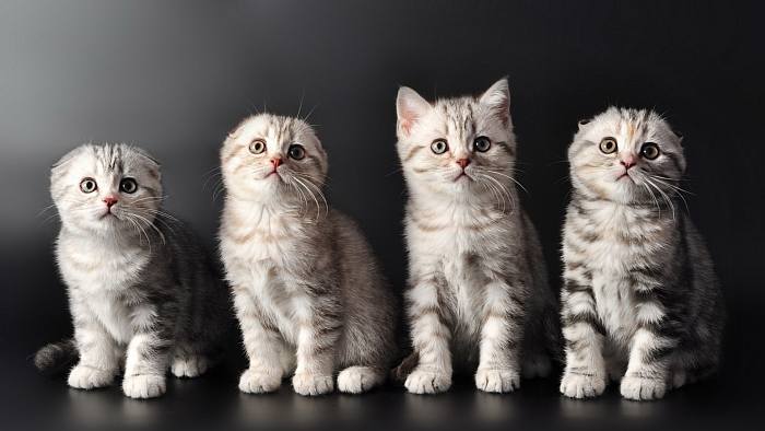 Котята скоттиш-фолда и скоттиш-страйта, шотландская вислоухая кошка, фото породы фотография