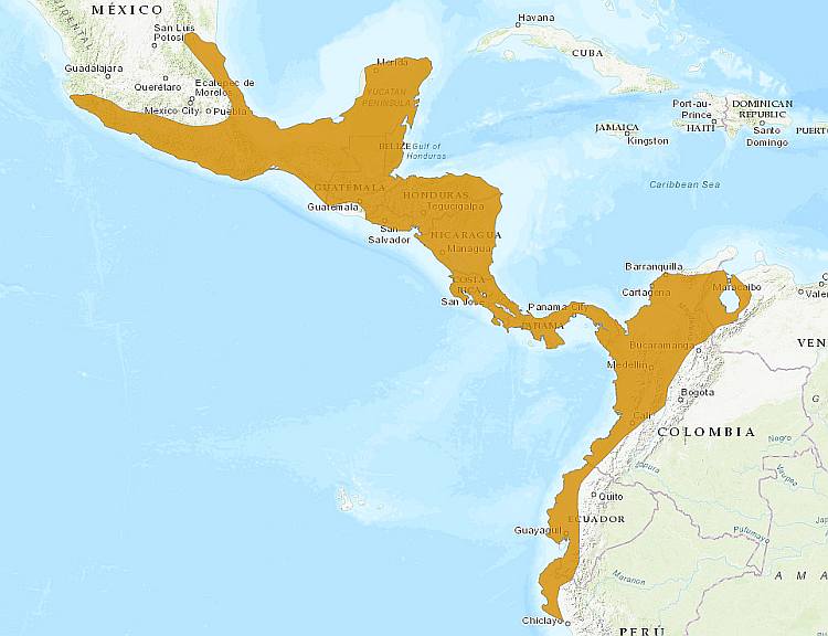 Мексиканский тамандуа (Tamandua mexicana), ареал карта распространение