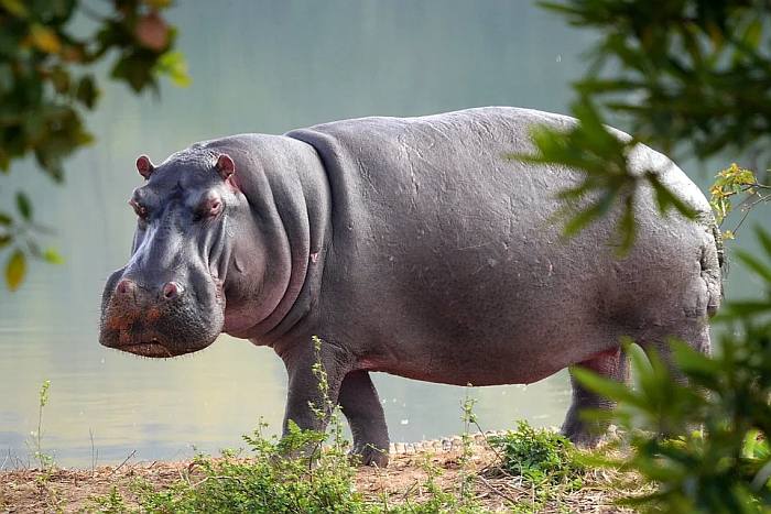 Обыкновенный бегемот, или гиппопотам (лат. Hippopotamus amphíbius), фото фотография