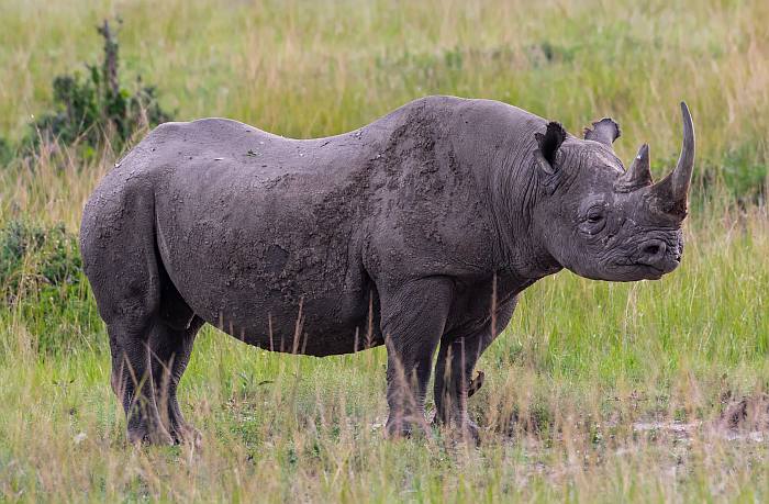 Черный носорог (лат. Diceros bicornis), фото фотография