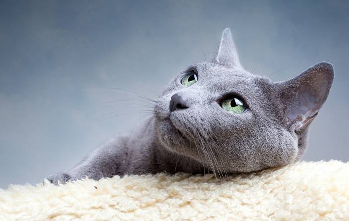 Русская голубая кошка, фото фотография картинка