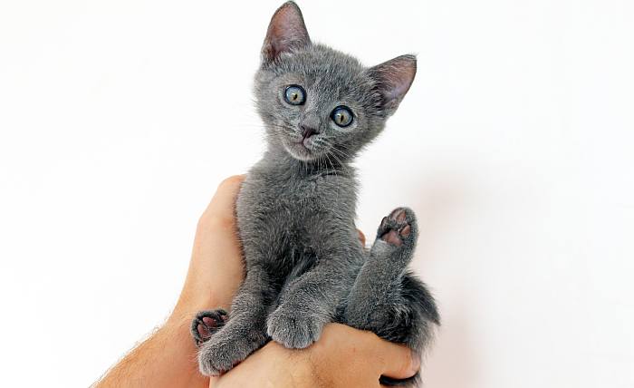 Котенок русской голубой кошки, фото породы кошек фотография