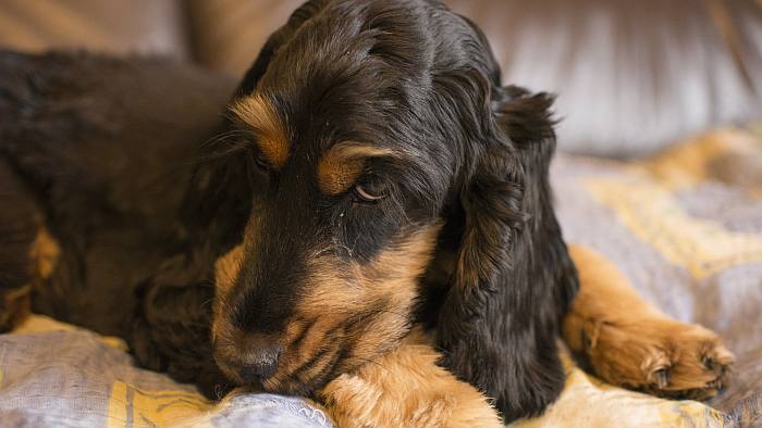 Английский кокер-спаниель, фото фотография собаки