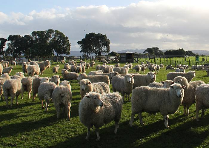 Стадо овец, фото фотография