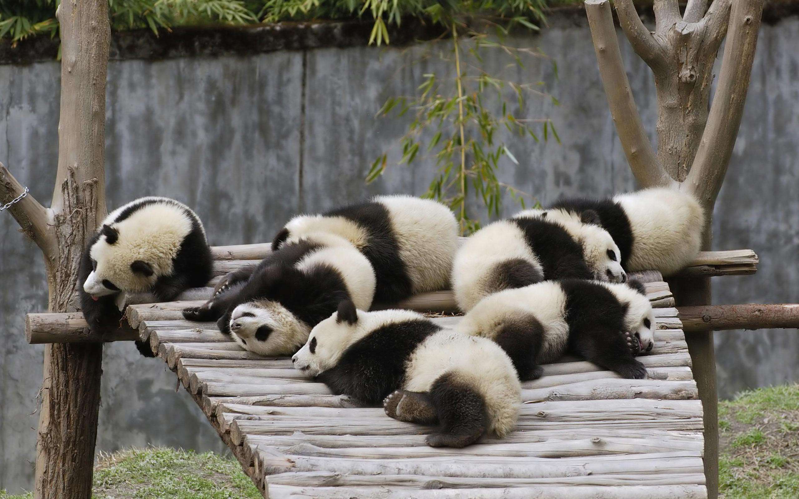 Панды в зоопарке Уэно