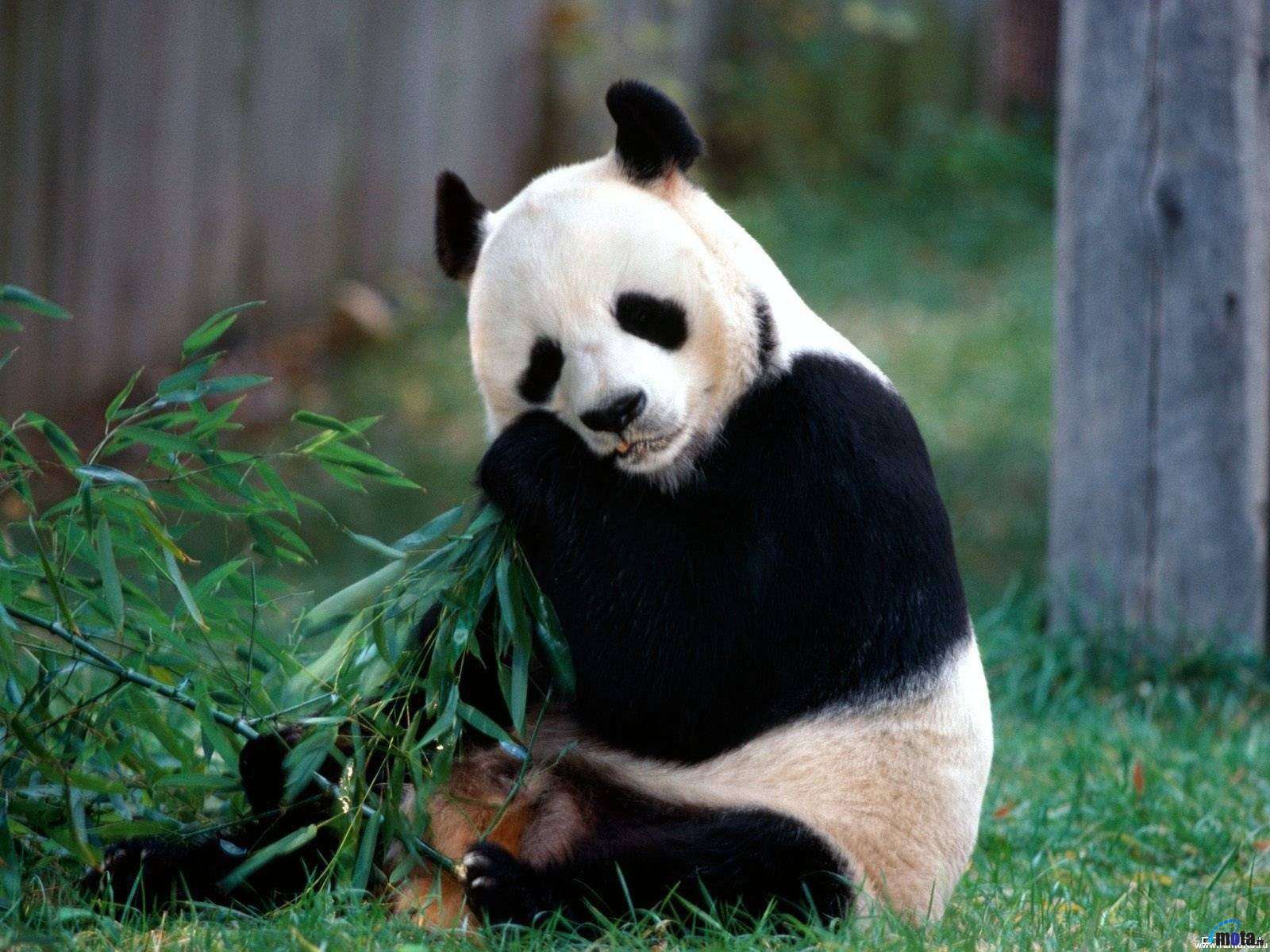 Мишка панда, фото фотография картинка обои.