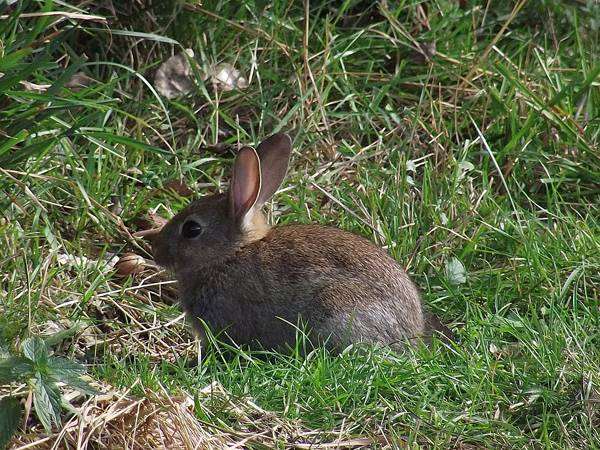 Кролик на траве, фото фотография зайцеобразные