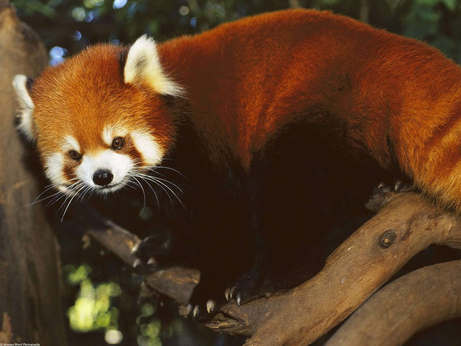 Малая красная панда фото