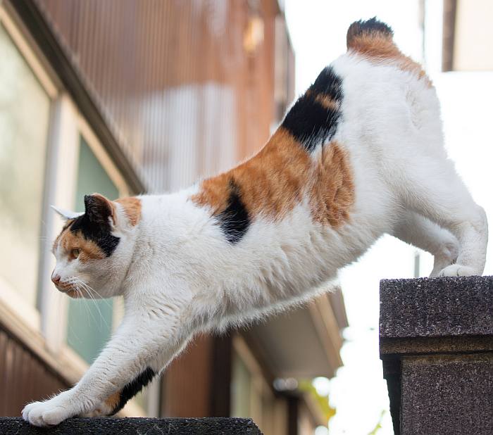 Японский бобтейл, фото породы кошек фотография
