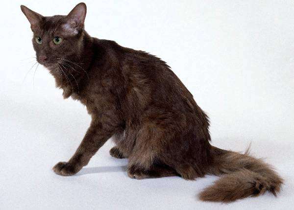 Яванская кошка, яванез, фото породы кошек фотография