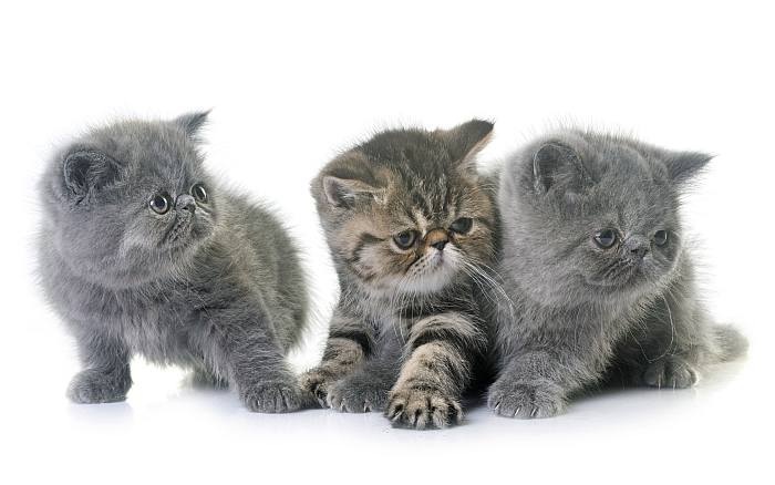 Экзотический короткошерстный котенок, фото породы кошек фотография