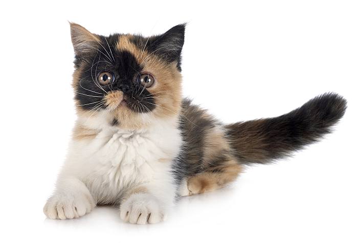 Экзотический короткошерстный котенок, фото породы кошек фотография