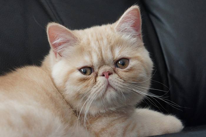 Экзот, или экзотическая короткошерстная кошка, фото породы кошек фотография