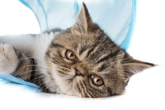 Экзот, или экзотическая короткошерстная кошка, фото породы кошек фотография