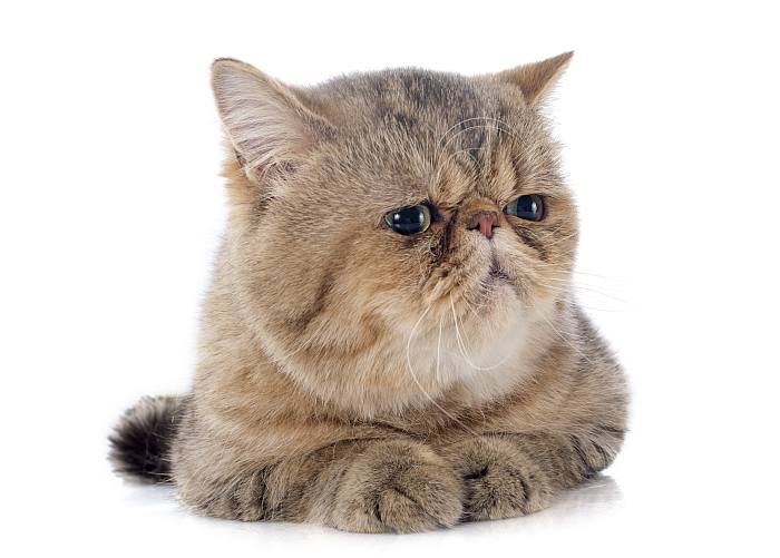 Сколько стоит котенок экзотической короткошерстной кошки? Цена