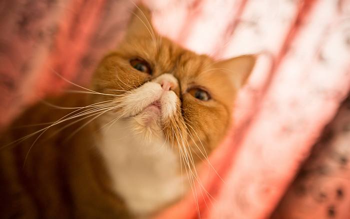 Экзот, экзотическая короткошерстная кошка, фото фотография