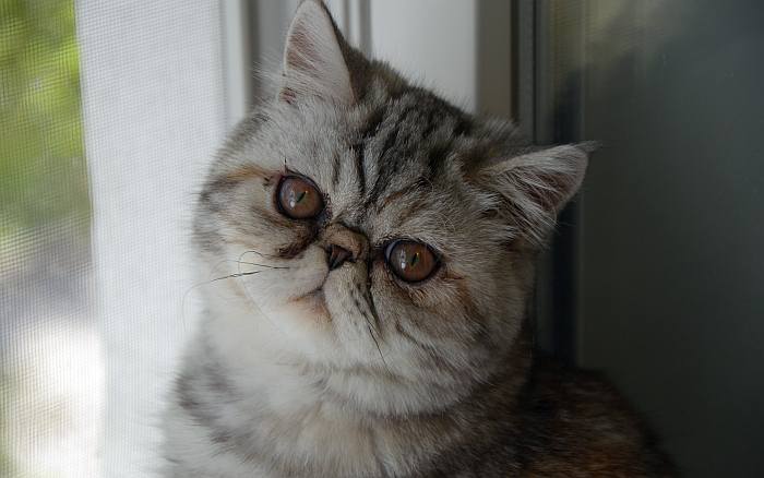 Экзотическая короткошерстная кошка, фото фотография