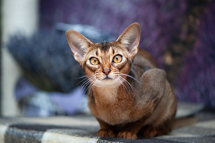 абиссинская кошка фото характер и поведение сколько стоит