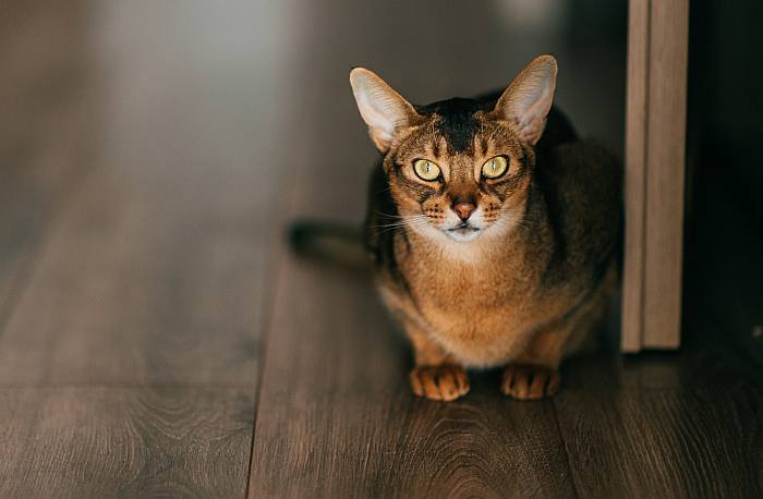Абиссинская кошка, фото породы кошки фотография