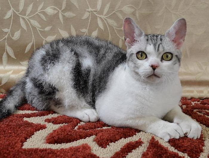 Американская жесткошерстная кошка, фото фотография