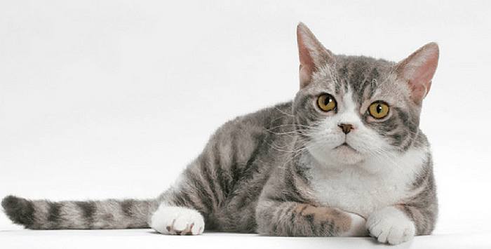 Американская жесткошерстная кошка, фото фотография