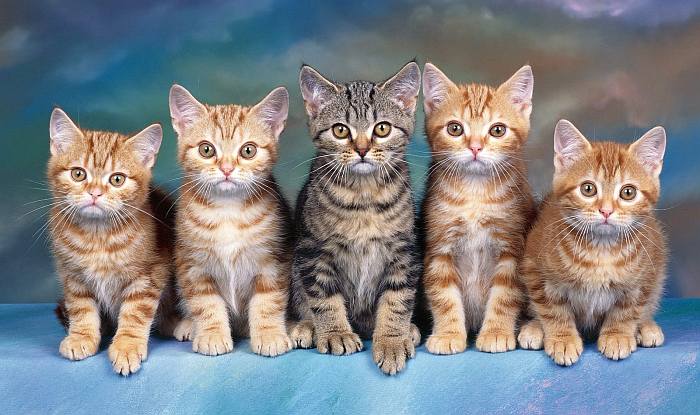 Котята американской короткошерстной кошки, фото фотография