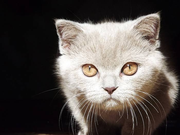 Американская короткошерстная кошка, фото фотография