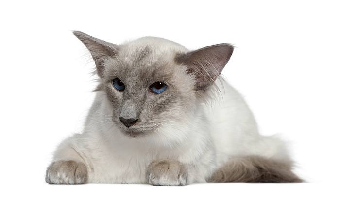 Балийская кошка, балинез, балинезийская кошка, фото фотография