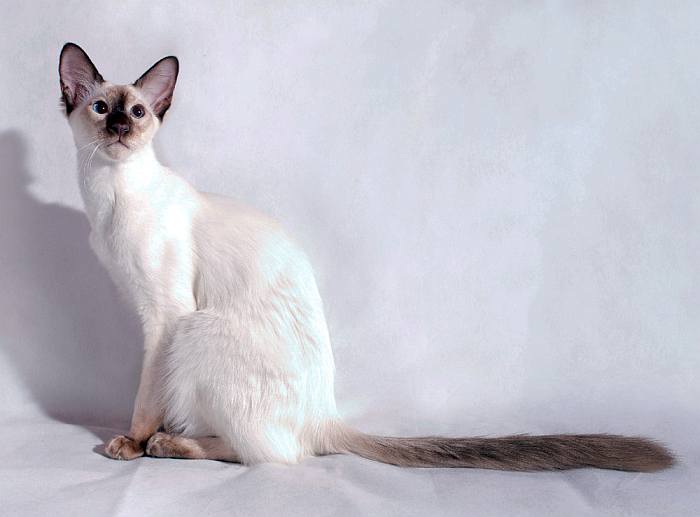 Балийская кошка, балинез, балинезийская кошка, фото фотография