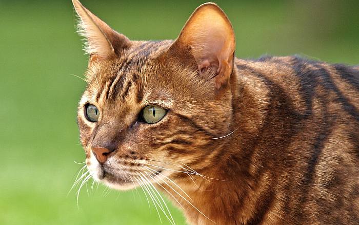 бенгальская кошка сколько живут