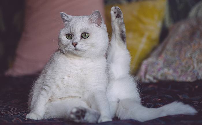Британский короткошерстный котенок, фото фотография