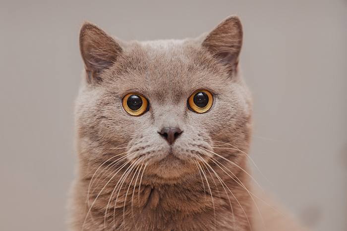 Британский короткошерстный котенок, фото фотография