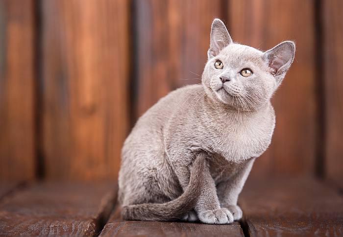 Бурманская кошка, бурма котята, фото фотография