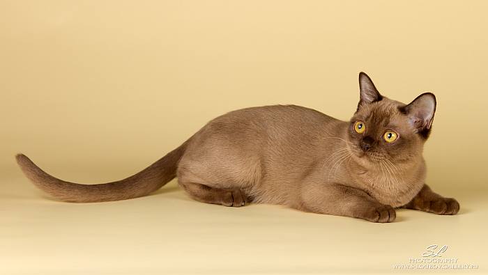 Бурманская кошка, бурма, фото фотография